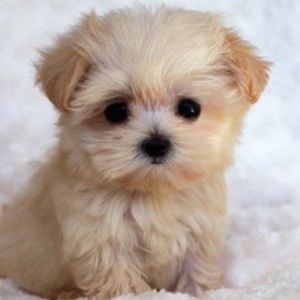 Meet your Posher, Gabrielle